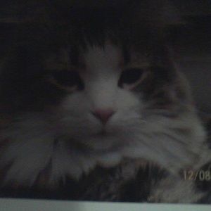 Meet your Posher, Pat